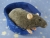 Blue Grey Rat Plushie