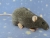 Blue Grey Rat Plushie