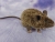 Brown Brindle Mouse Plushie