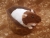 Brown Capped Rat Plushie