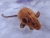 Brown Mouse Plushie