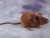 Brown Mouse Plushie