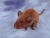 Brown Mouse Plushie