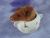 Brown Mouse Plushie with White Belly