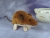Brown Mouse Plushie with White Belly