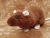 Brown Rat Plushie