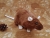 Brown Rat Plushie