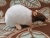 Dark Brown Capped Rat Plushie