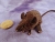 Dark Brown Mouse Plushie