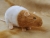 Fawn Bareback Rat Plushie