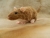 Fawn Berkshire Rat Plushie