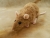 Fawn Berkshire Rat Plushie