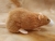Fawn Blazed Rat Plushie