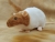 Fawn Capped Rat Plushie