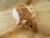 Fawn Hooded Rat Plushie