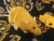 Gold Rat Plushie