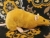 Gold Rat Plushie