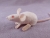 Hairless Mouse Plushie
