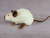 Himalayan Mouse Plushie