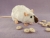 Himalayan Rat Plushie