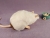 Himalayan Rat Plushie