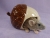 House Mouse Plushie