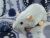 Light Blue Rat Plushie