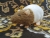 Light Brown Bareback Rat Plushie