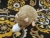 Light Brown Blazed Rat Plushie