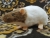 Light Brown Capped Rat Plushie