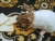 Light Brown Capped Rat Plushie
