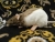Light Brown Half-Hooded Rat Plushie