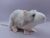 Light Grey Blazed Rat Plushie