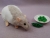 Light Grey Half-Hooded Rat Plushie
