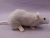 Light Grey Rat Plushie