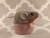 Lilac Grey Mouse Plushie with Tan Belly