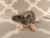 Lilac Grey Mouse Plushie with White Belly