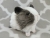 Little Agouti Grey Dutch Guinea Pig Plushie