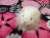 Little White Longhaired Guinea Pig Plushie