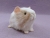 Little Beige Dutch Guinea Pig Plushie