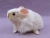 Little Beige Dutch Guinea Pig Plushie