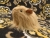 Little Beige Longhaired Guinea Pig Plushie