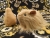 Little Beige Longhaired Guinea Pig Plushie