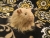 Little Beige Longhaired Guinea Pig Plushie