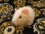 Little Buff Dutch Guinea Pig Plushie