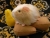 Little Buff Dutch Guinea Pig Plushie