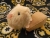 Little Buff Guinea Pig Plushie