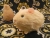 Little Buff Guinea Pig Plushie