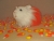 Little Candy Corn Guinea Pig Plushie