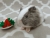 Little Grey Dutch Guinea Pig Plushie